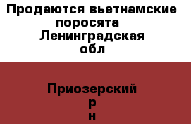 Продаются вьетнамские поросята - Ленинградская обл., Приозерский р-н, Ромашки п. Животные и растения » Другие животные   